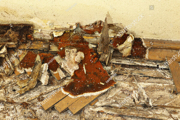 Dry Rot